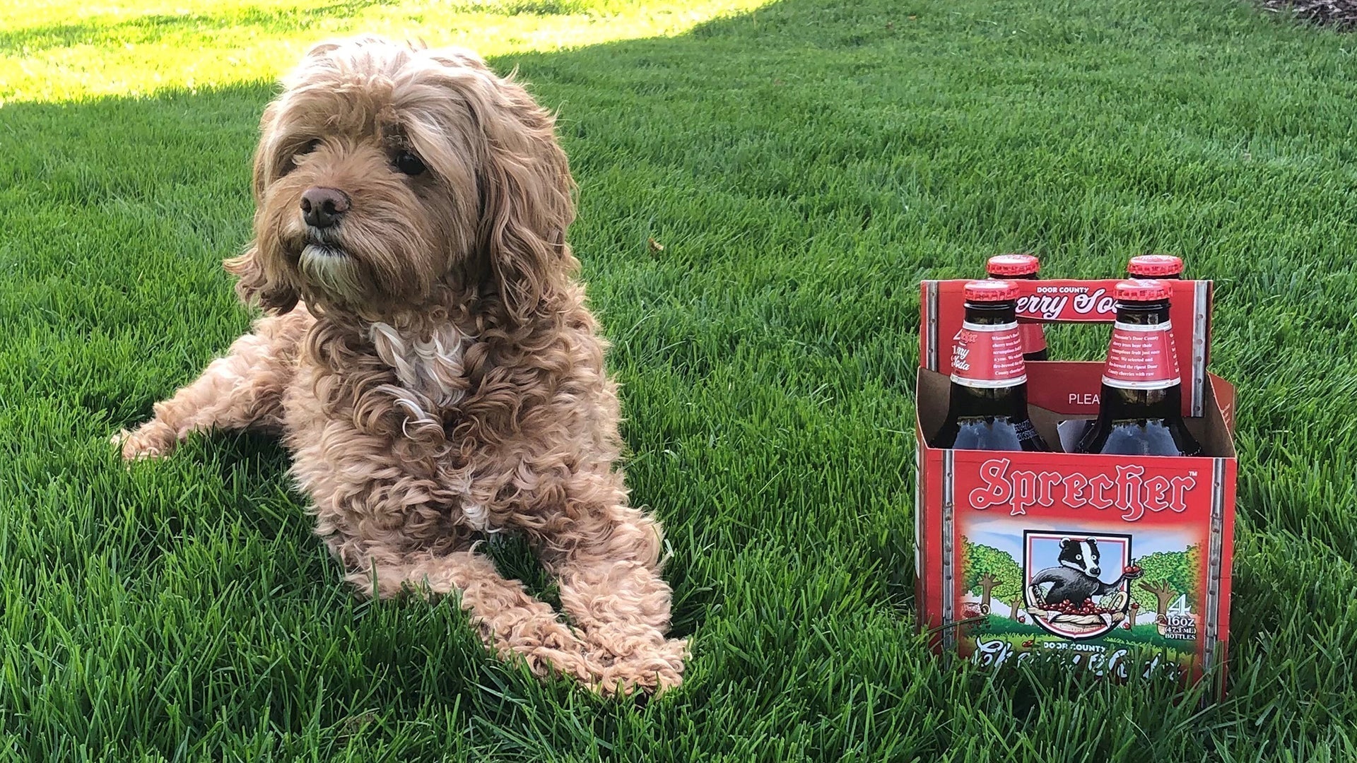 Animals & Ales - Pet Photo Contest!